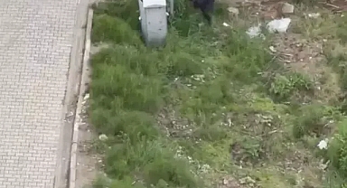 Tekmelediği kediyi ezerek öldürüp, fırlattı...