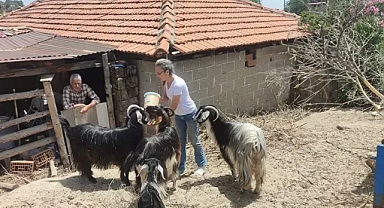 Tilki öldürdüğünü ihbar eden komşu hakkında flaş karar!
