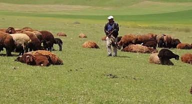 Türkiye'nin hayvan varlığı hakkında flaş gelişme!