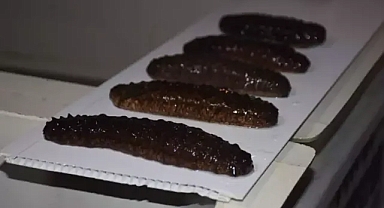 Üretilen 5 bin deniz patlıcanıyla denizlerdeki popülasyona katkı sağlıyorlar...