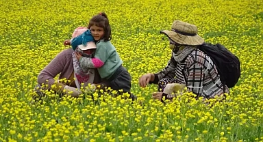 Yüksekovalı kadınların baharda 'ot' sezonu açıldı...