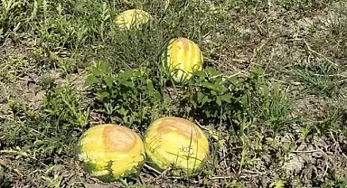 Aşırı sıcak karpuzun tadını kaçırdı!