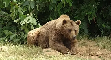 Koruma altındaki bozayılar, havuzda ve soğutulmuş meyve yiyerek serinliyor