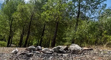 Orman yasakları sonrası 'mangal' duyarsızlığı