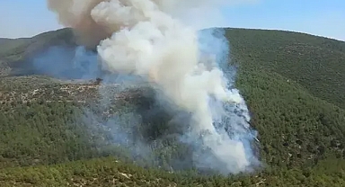 Bodrum'da orman yangını