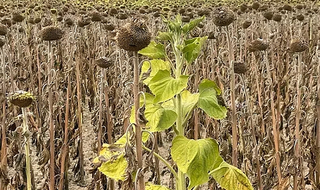 Edirne'deki kavurucu sıcaklar ayçiçeği tarlalarını kuruttu