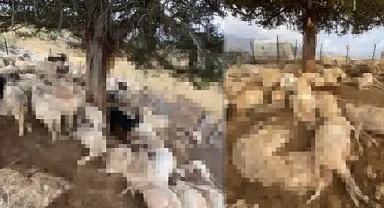 Yıldırım düştü, 60 küçükbaştan 30'u öldü