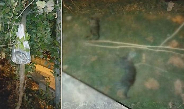 Silivri'de 24 saatte çok sayıda yavru kedi ölü bulundu