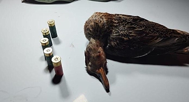 Boz ördek avlayan kaçak avcıya para cezası