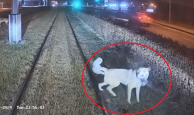 Zincirle raylara bağlanan köpek, vatmanın dikkatiyle kurtuldu