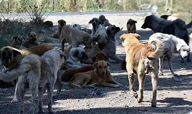 Bakanlıktan sahipsiz sokak hayvanları için valiliklere yazı; her biri için 71 bin lira ceza kesilecek