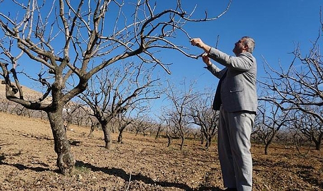 Çiftçilere 'kuraklık' uyarısı: Sulama imkanı olan fıstık ağaçlarına su versin