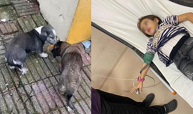 Okul bahçesinde beslenen köpekler, 9 yaşındaki öğrenciyi ısırdı