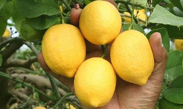 Ticaret Bakanlığı: Limon ihracatı geçici olarak durduruldu