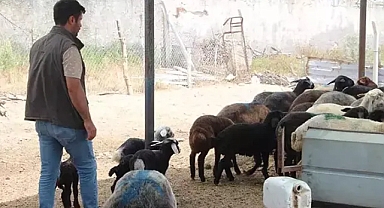 77 küçükbaş zehirlenerek telef oldu 