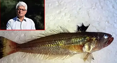 Denizlerde gizli tehlike zehirli balık uyarısı 