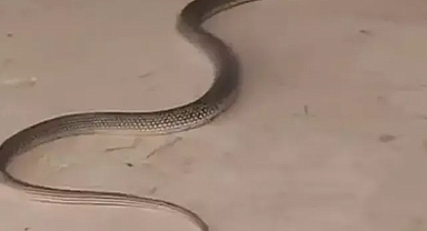  İnegöl de yılan alarmı 4 mahallede korku hakim 