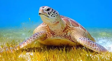 Kaplumbağalar için sessizlik müzik yasaklandı