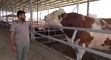  Kurban pazarının gözdesi 1 tonluk boğa satışta 