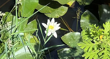 Nilüfer güzelliğine dokunan yanıyor 557 bin tl ceza 