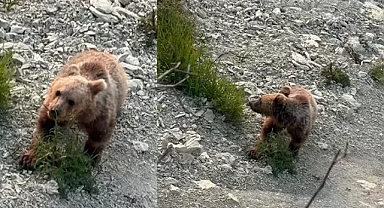Yavru bozayı sahile indi