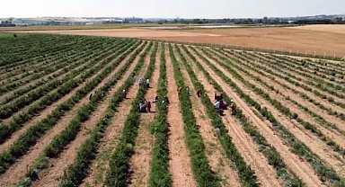 Edirne'de yaban mersini hasadı, don nedeniyle verim kaybıyla başladı