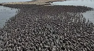 İzmir Kuş Cenneti, flamingo yavrularına ev sahipliği yapıyor