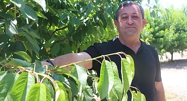 Tokat'ta zirai don kirazı vurdu: 20 bin tonluk rekolte sıfıra indi