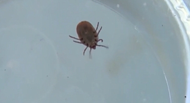 Yaz aylarında 'kene' tehlikesi