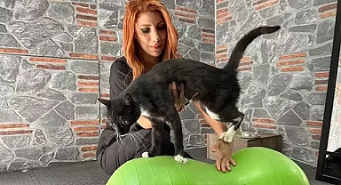 Araç çarptı mucizeyi yaşadı kedi tedaviyle hayata döndü 