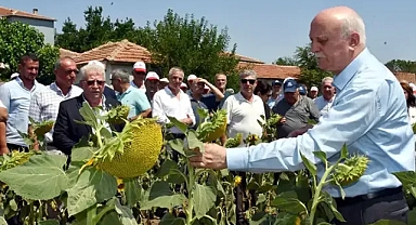 Ayçiçeği kuraklıkla mücadele ediyor verim kaybı kapıda 