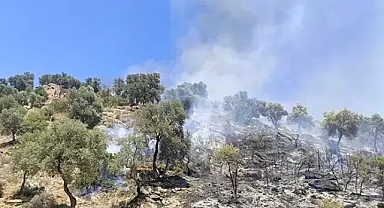 Aydın da makilik ve zeytinlik alanda çıkan yangın söndürüldü 