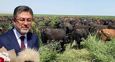 Bakan yumaklı hayvan başına 18 bin lira destek verecek 