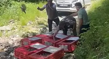 Bursa’da 1400 keklik doğayla buluştu