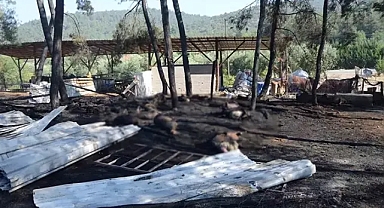 Çiftlikte çıkan yangında 95 hayvan öldü 