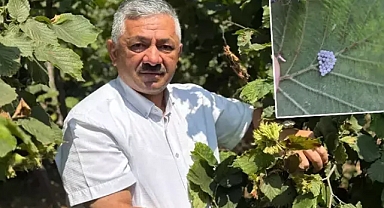 Erken hasat fındığın değerini düşürüyor 