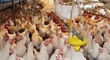 Gıda sektöründe denge değişti mayıs ta yumurta azaldı et ve süt yükseldi 