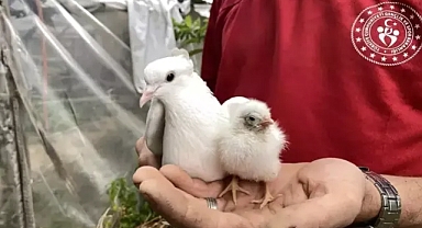 Güvercin tavuk yumurtasından çıkan civcivi sahiplendi 