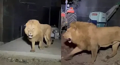 Kaçan aslanla ilgili şok ihmal iddiası asla kaçmaması gerekiyordu 