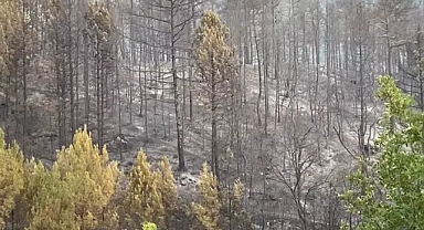 Karabük'te orman yangınlarıyla mücadele sürüyor 