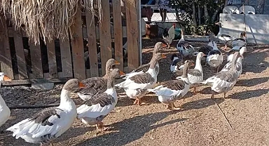 Kazlara şartlı tahliye dha'nın haberi sonrası kümes kapıları açıldı 