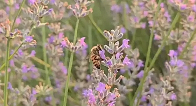 Lavanta bahçeleriyle şenlenen köyler turizm merkezi haline geldi 