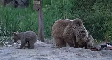  Nemrut ta belgesel ekibine süpriz ziyaret ayı ve yavruları sofrayı dağıttı 