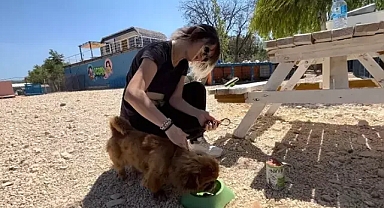 Sahiplenilmeyi bekleyen canlara gönüllü şefkat 