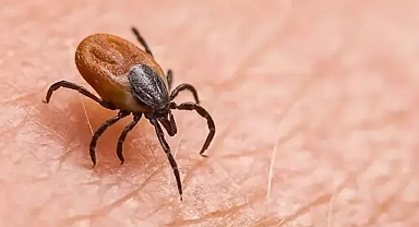  Sıcaklar arttı keneler şehre indi istanbul ve izmir alarmda 