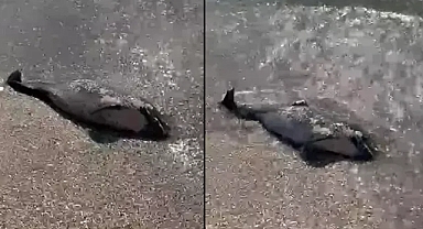 Tekirdağ sahilinde üzücü manzara ölü yunus kıyıya vurdu 