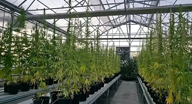 Tıp dünyasında dönüşüm kenevir bazlı tedavilere ilgi artıyor 