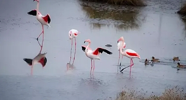Türkiye'nin özel lagününe iklim darbesi hem kuraklık hem müsilaj vuruyor 