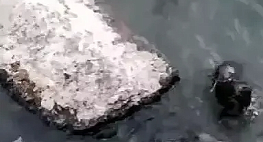 Yaban hayatı canlandı su samurları görüldü 