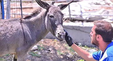 Yangından kurtarılan hayvanlar bursa daki emekli çiftliğe emanet 